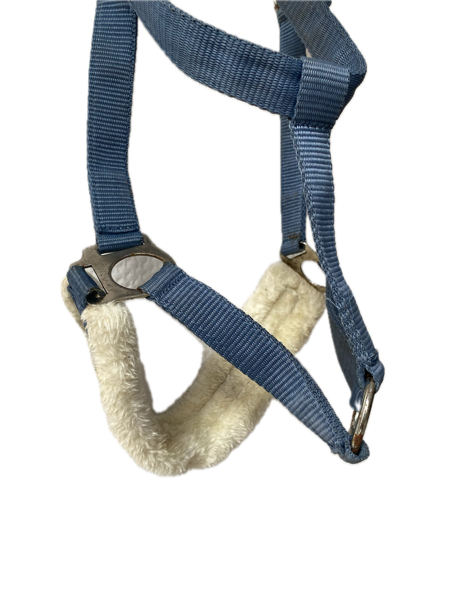 Licols avec mouton Showmaster Bleu